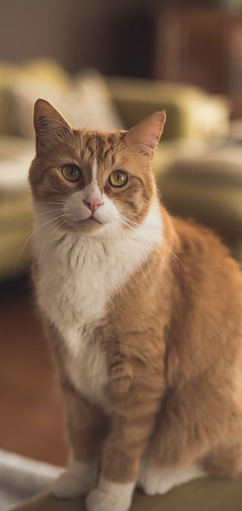 Animal, cat HD phone wallpaper