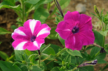 Flowers, Close-Up, Greens, Sharpness, Petunia HD wallpaper