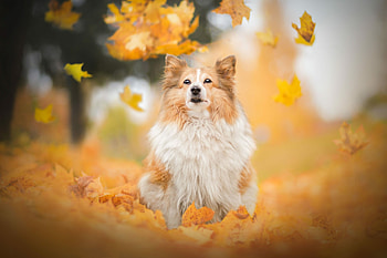 Autumn leaves, Papillon Dog HD wallpaper