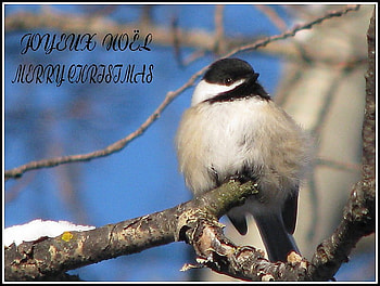 Greetings from Canada, winter, chickadee, hristmas greeting, tree branch, two languages, canada HD wallpaper
