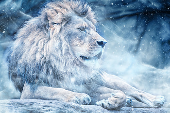 Animals, Snow, Lion, Big Cat, King Of Beasts, King Of The Beasts HD wallpaper