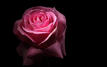 Beautiful rose, rose, pink, bloom, flower HD wallpaper