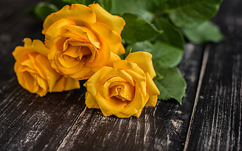 Yellow roses, rose, wood, yellow, flower, trandafir HD wallpaper