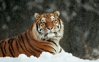 Animals, Snow, Striped, Predator, Big Cat, Tiger HD wallpaper