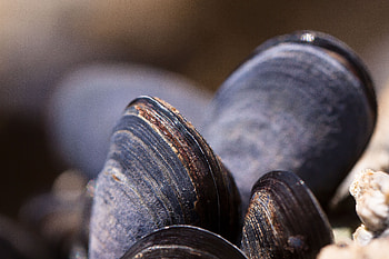 Macro, Carapace, Shell, Mussels, Molluscs, Clams HD wallpaper