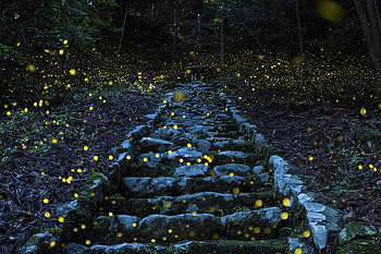 Firefly time, Fireflies, Japan, Forest, Tamba HD wallpaper