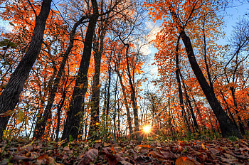 Nature, Trees, Shine, Light, Beams, Rays, Forest HD wallpaper