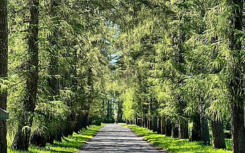Larch Avenue in Latvia, larches, road, alley, avenue, Latvia HD wallpaper