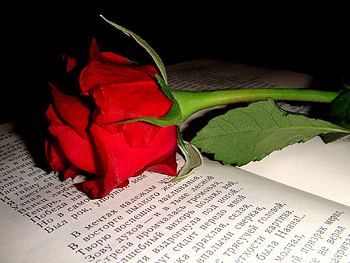 Flowers, Flower, Rose Flower, Rose, Bud, Text, Book HD wallpaper