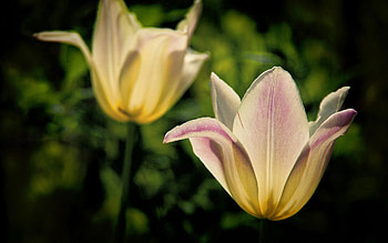 Flowers, Plant, Macro, Petals, Blur, Smooth HD wallpaper