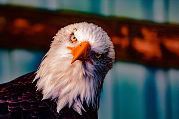 Close-up portrait of a bald eagle with intense eyes, highlighting its predatory nature in the wild. HD wallpaper