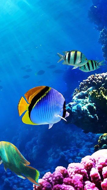 Fish Water, Adorable Fish, Fish HD phone wallpaper