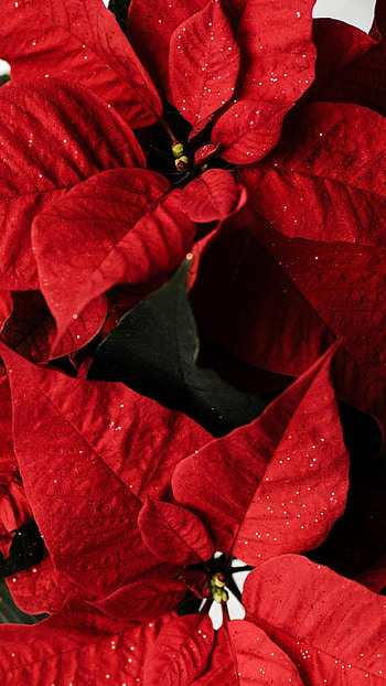 Colorful background, Seasonal delight, Vibrant poinsettias, inspiration HD phone wallpaper
