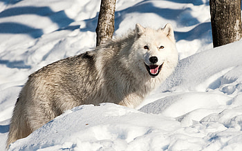 Animals, Winter, Snow, Dog, Wolf HD wallpaper