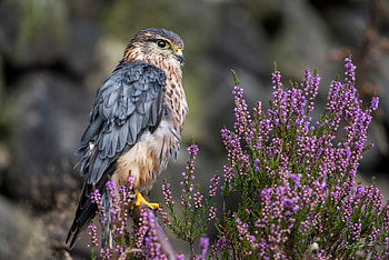 Falcon, animal, fly, bird HD wallpaper