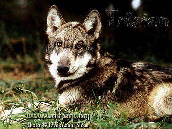 TRISTAN THE MALE WOLF PUP, wolves, wild animals, tristan the wolf, wolf park, puppies, alpha male wolf, pretty wolves, grey wolves, animals, wolf pups HD wallpaper