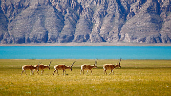 National Geographic, Impressive graphy, Nature's diversity, Stunning visuals HD wallpaper