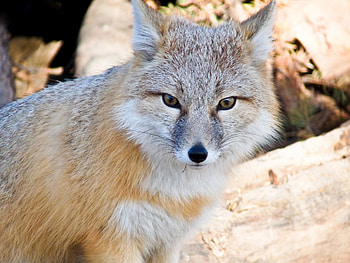 Silver fox, animal, Silver, head, fox HD wallpaper
