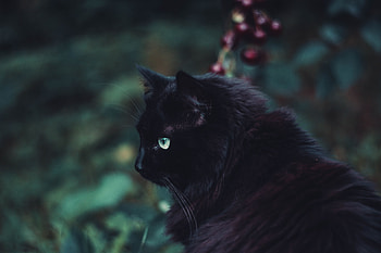 Animals, Cat, Fluffy, Sight, Opinion, Black Cat HD wallpaper