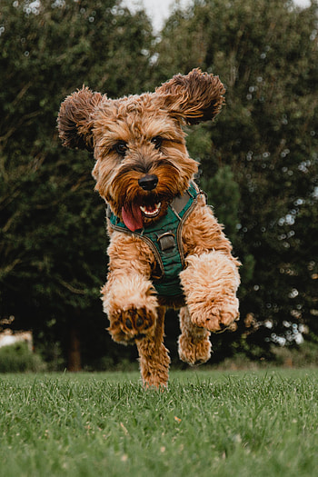 Animals, Dog, Pet, Protruding Tongue, Tongue Stuck Out, Playful, Bounce, Jump HD phone wallpaper