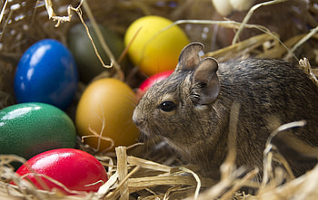 Animals, Eggs, Easter, Rabbit HD wallpaper