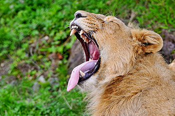 Animals, Aggression, Grin, Muzzle, Lion, Predator, Protruding Tongue, Tongue Stuck Out, Profile, Scream, Cry HD wallpaper
