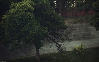 Nature, Water, Wood, Tree, Crown, Krone, Gloomy, Basin HD wallpaper