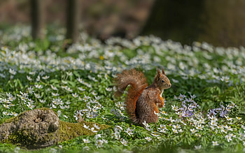 Squirrel, cute, animal, rodent HD wallpaper