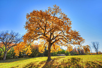 Trees, Nature, Grass, Autumn, Shadow HD wallpaper