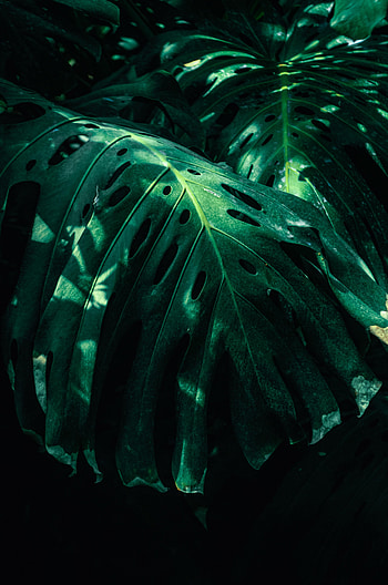 Nature, Leaves, Plant, Monstera HD phone wallpaper
