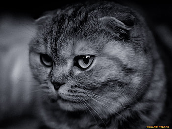 Dark grey kitten, sweet, kitten, cat, feline HD wallpaper