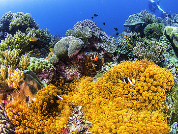 Clownfish among the Corals, Underwater, Sea, Fish, Nature, Coral Reefs HD wallpaper