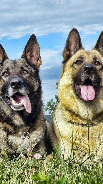 German Shepherd Dog, Animal, domestic HD phone wallpaper