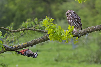 Hello!, branch, woodpecker, bird, green, pasare, bufnita, owl, ciocanitoare HD wallpaper
