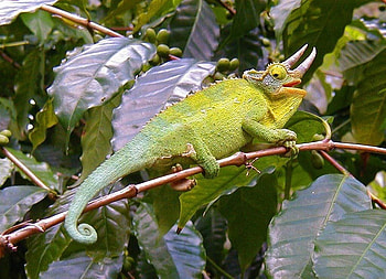 Chameleon, animal, other, tree HD wallpaper