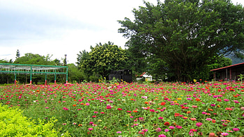 Garden, old train, flowers, tree HD wallpaper
