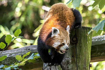 Animals, Muzzle, Protruding Tongue, Tongue Stuck Out, Red Panda HD wallpaper