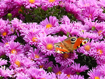 Flowers, Bright, Butterfly HD wallpaper