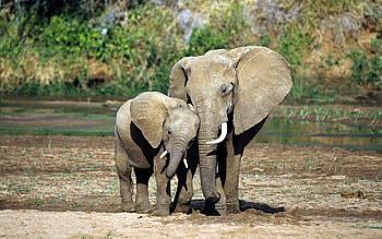 Animals, Elephants HD wallpaper