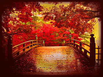 Autumn nostalgia, leaves, fall, red, nostalgia, trees, bridge, autumn HD wallpaper