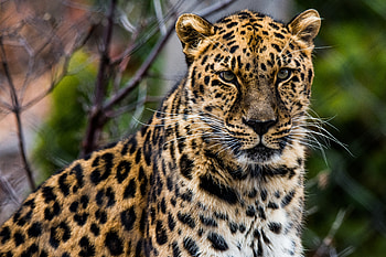 Animals, Leopard, Muzzle, Predator, Big Cat, African Leopard HD wallpaper