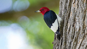 Species spotlight, Red headed woodpecker, Avian beauty, Nature's wonder HD wallpaper