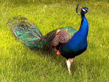 Peacock, animal, grass, bird HD wallpaper