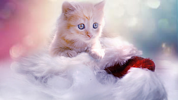 Christmas kitten, 1440p resolution HD wallpaper