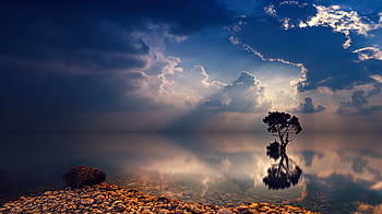 Lonely Tree Sunbeams, tree, sunbeam, nature HD wallpaper