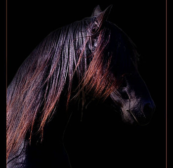 Tinted, spanish, andalusian, horses, black HD wallpaper