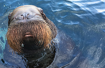 Marine mammal research, Walrus wonder, Oceanic exploration, Wildlife preservation HD wallpaper