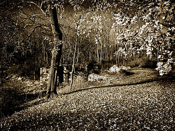 the past, old, black and white, forests, vintage, different HD wallpaper