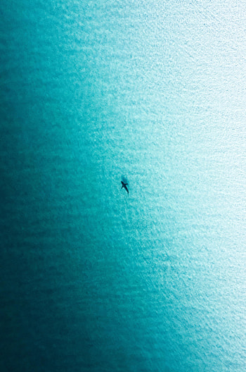 Nature, Water, Waves, View From Above, Fish HD phone wallpaper