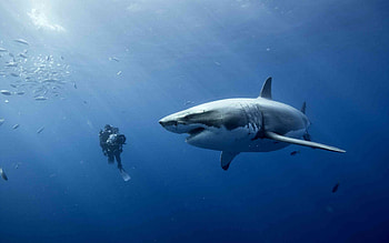 Animals, Sharks HD wallpaper